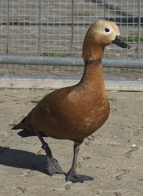 迷信